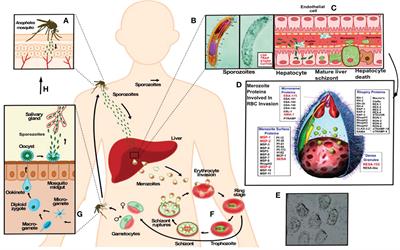 Stereo electronic principles for selecting fully-protective, chemically-synthesised malaria vaccines